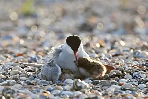 Sterna Hirundo Images Drucke: Visdief; Common Tern; Sterna hirundo