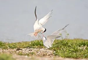 Bilder Datiert 1. Mai 2009: Visdief, Seeschwalbe, Sterna hirundo