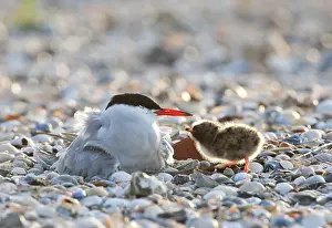 Sterna Hirundo Images Drucke: Visdief; Common Tern; Sterna hirundo