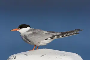 Juli Drucke: Visdief, Seeschwalbe, Sterna hirundo