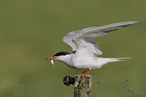 Visdief, Common Tern, Sterna hirundo