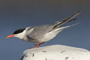 Juli Drucke: Visdief, Seeschwalbe, Sterna hirundo