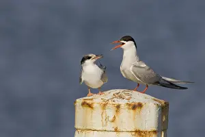 Agami-Bild von Visdief Gemeiner Schreiberling