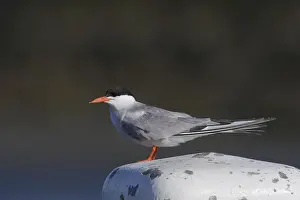 Juli Drucke: Visdief; Common tern; Sterna hirundo