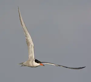 Charadriiformes Species Photos Drucke: Visdief; Common tern; Sterna hirundo
