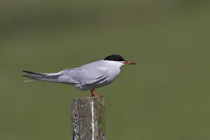 Visdief; Common Tern; Sterna hirundo