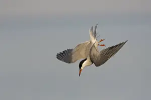 Agami-Bild von Visdief, Gemeiner Schreiberling