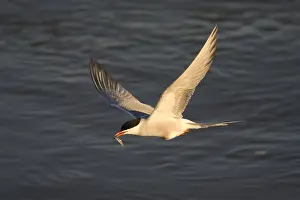 Visdief, Seeschwalbe, Sterna hirundo