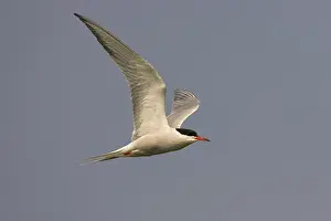 Bilder Datiert 1. Juni 2007: Agami-Bild von Visdief; Gemeiner Schreiberling; Sterna hirundo Visdief im Flug als Vogel.