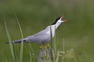 Bilder Datiert 1. Juni 2007: Visdief; Common Tern; Sterna hirundo