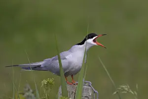 Sterna Hirundo Images Drucke: Visdief, Common Tern, Sterna hirundo