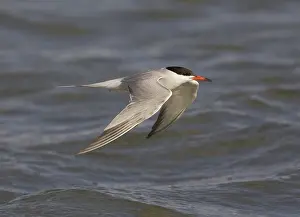 Bilder vom 7. Juli 2007: Visdief; Seeschwalbe; Sterna hirundo