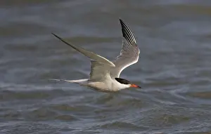 Bilder vom 7. Juli 2007: Visdief; Seeschwalbe; Sterna hirundo