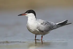 Visdief, Seeschwalbe, Sterna hirundo