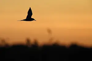 Sterna Hirundo Drucke: Visdief, Common Tern, Sterna hirundo