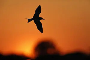 Visdief, Seeschwalbe, Sterna hirundo