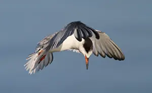 Common Tern In Flight Drucke: Visdief, Common Tern, Sterna hirundo