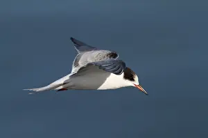 Sterna Hirundo Drucke: Visdief, Common Tern, Sterna hirundo