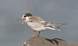 Sterna Hirundo Drucke: Visdief, Common Tern, Sterna hirundo