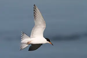 Sterna Hirundo Drucke: Visdief, Common Tern, Sterna hirundo
