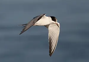 Sterna Hirundo Drucke: Visdief, Common Tern, Sterna hirundo
