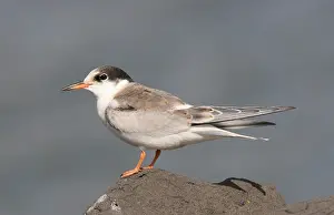 Sterna Hirundo Drucke: Visdief, Common Tern, Sterna hirundo