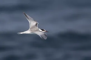 Sterna Hirundo Drucke: Visdief, Common Tern, Sterna hirundo