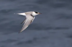 Sterna Hirundo Drucke: Visdief, Common Tern, Sterna hirundo