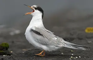 Sterna Hirundo Drucke: Visdief, Common Tern, Sterna hirundo