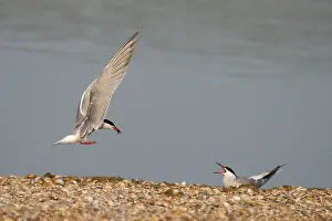 Sterna Hirundo Drucke: Visdief, Common Tern, Sterna hirundo
