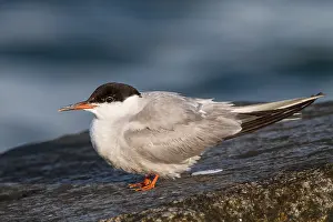 Sterna Hirundo Images Drucke: Visdief, Common Tern, Sterna hirundo