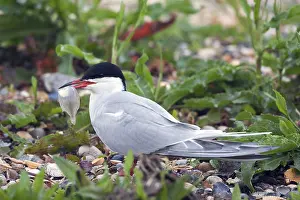Sterna Hirundo Drucke: Visdief; Common Tern; Sterna hirundo