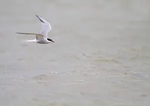 Bilder Datiert 10. Mai 2014: Agami-Bild von Visdief, Gemeine Buntschnabelmöwe, Sterna hirundo Visdief im Flug.
