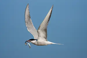 Sterna Hirundo Drucke: Visdief, Common Tern, Sterna hirundo