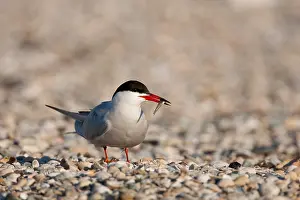 Sterna Hirundo Drucke: Visdief, Common Tern, Sterna hirundo
