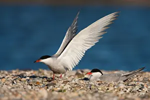 Sterna Hirundo Drucke: Visdief, Common Tern, Sterna hirundo