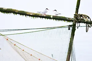 Sterna Hirundo Drucke: Visdief, Common Tern, Sterna hirundo