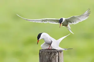 Sterna Hirundo Drucke: Visdief, Common Tern, Sterna hirundo