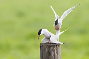 Sterna Hirundo Drucke: Visdief, Common Tern, Sterna hirundo