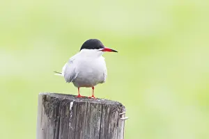 Sterna Hirundo Drucke: Visdief, Common Tern, Sterna hirundo