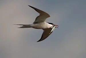 Sterna Hirundo Drucke: Visdief, Common Tern, Sterna hirundo
