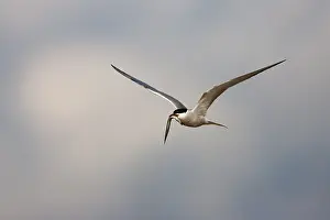 Sterna Hirundo Drucke: Visdief, Common Tern, Sterna hirundo