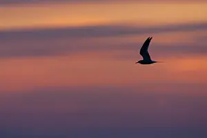 Sterna Hirundo Drucke: Visdief, Common Tern, Sterna hirundo