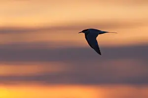 Sterna Hirundo Drucke: Visdief, Common Tern, Sterna hirundo