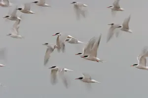 August Drucke: Sterna hirundo, Visdief im Flug.