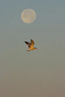 Sterna Hirundo Drucke: Visdief, Common Tern, Sterna hirundo