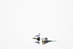 Seabird Europe Drucke: Visdief, Common Tern, Sterna hirundo