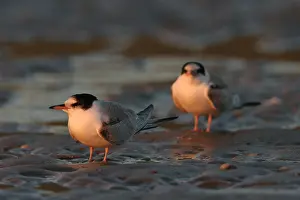 Sterna Hirundo Drucke: Visdief, Common Tern, Sterna hirundo