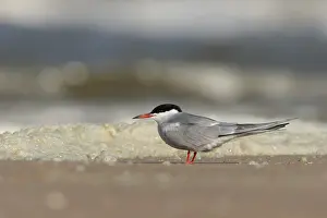 Sterna Hirundo Drucke: Visdief, Common Tern, Sterna hirundo