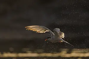 Juli Drucke: Agami-Bild von Visdief, Sterna hirundo in der Flugphase; Common Tern in Flug
